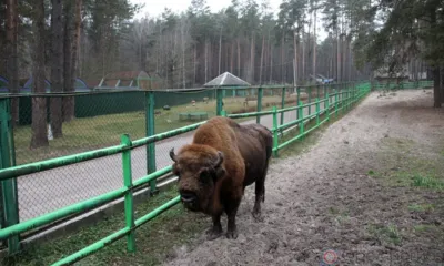 Как живут и готовятся зимовать в вольерах и клетках братья наши меньшие?