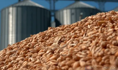 Орловские аграрии осваивают зарубежные рынки