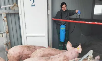 В Орловскую область ввезли 251 свинью из Франции