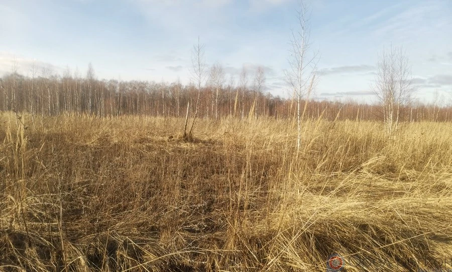 В Дмитровском районе зарастает сорняками более 1000 га сельхозземель