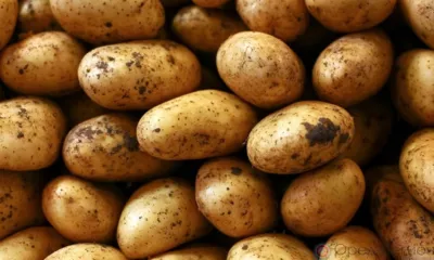 Из Орловской области в Туркменистан отправили 60 тонн картофеля