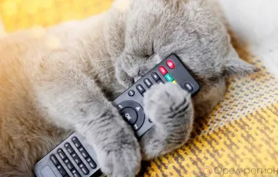 21 октября орловцев ждёт телевизионная профилактика