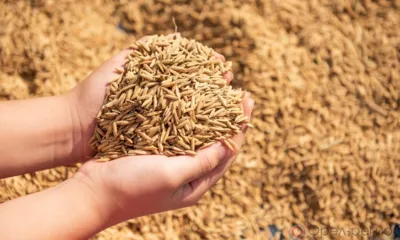 Экспорт зерна и продуктов его переработки из Орловской области вырос на 19%