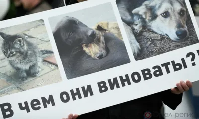 Орловца осудили за жестокое обращение с животными