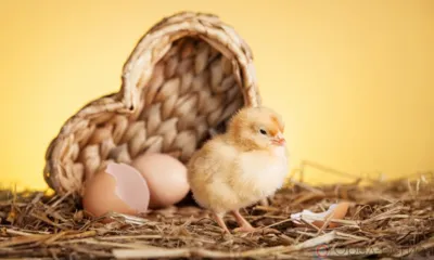 Орловская область с начала года импортировала более 4,4 млн инкубационных яиц