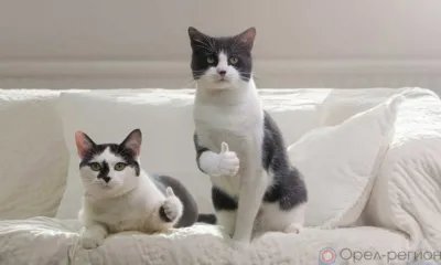 В Орле из-за аварии без тепла и горячей воды остались порядка 30 домов