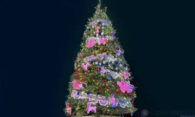 Орловская ель представлена на выставке «Ёлки России» в Москве