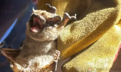 Орловские спасатели достали из почтового ящика летучую мышь