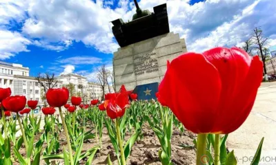 В Орле на клумбы высадят 40 тысяч тюльпанов