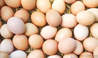 В Орловскую область ввезли инкубационное яйцо из Словакии