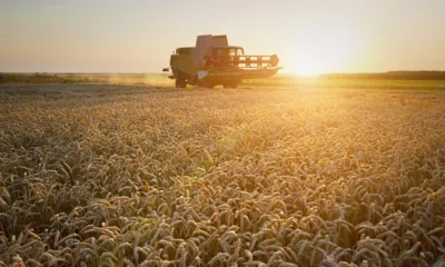 Майские заморозки уничтожили на Орловщине более 16 тыс. га сельхозпосевов