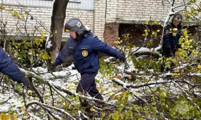 В Орле сильный ветер повалил несколько деревьев