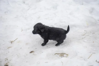 Фото 2. 19 января в посёлке Красная Звезда Орловского МО полностью сгорел дом семьи Рудневых