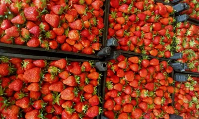 В июне в Орловскую область ввезли более 100 тонн белорусской клубники