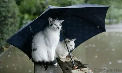 На Орловскую область идут дожди и ветер