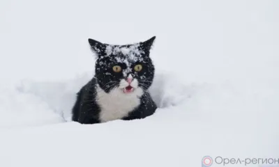 На Орловскую область надвигается метель