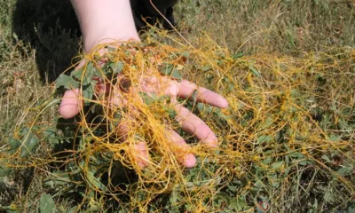 В Корсаковском районе установили карантинную фитосанитарную зону по повилике