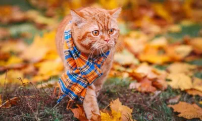 На Орловщину придут первые заморозки