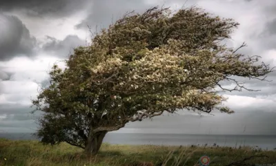 На Орловскую область надвигается сильный ветер
