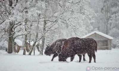 Орловское Полесье приглашает в гости к зубрам