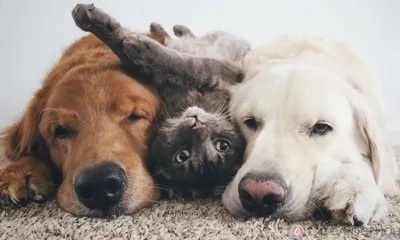 Орловские пожарные спасли двух щенков и кота