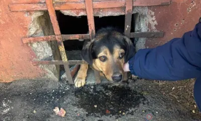 В Орле собаке потребовалась помощь спасателей