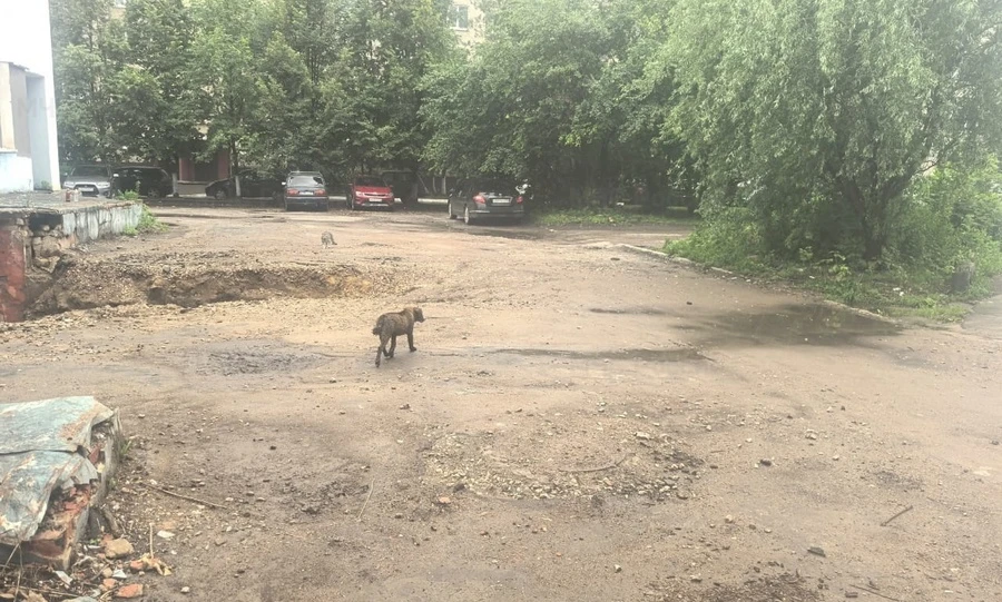 В Орле спасатели достали из подвала собаку