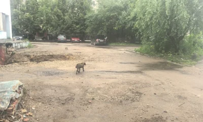 В Орле спасатели достали из подвала собаку