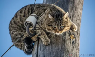 Орловцы сегодня остались без электричества и отопления