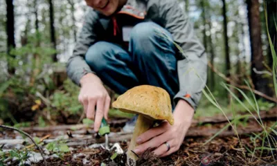 За сутки в орловских лесах заблудились трое грибников