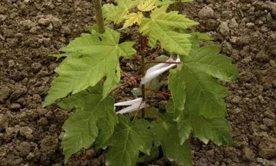 На ул. Комсомольской в Орле продолжают высаживать деревья