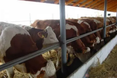 В Ливенском районе молочно-товарная ферма работала с нарушениями ветеринарного законодательства