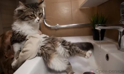 Часть жителей Орла и Орловского МО останется на сутки без воды