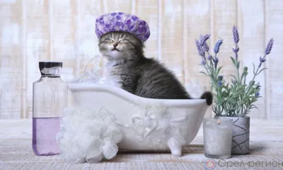 1 марта на несколько часов часть Орла останется без горячей воды