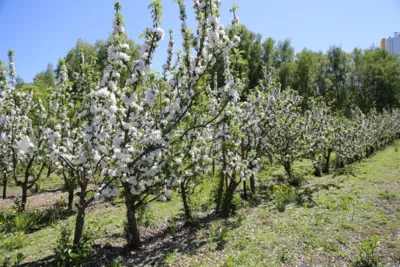 В 2021 году в Орловской области планируется заложить 92,3 га садов и ягодников