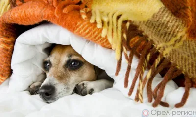 Сегодня в Орле без отопления и горячей воды остались 3 улицы