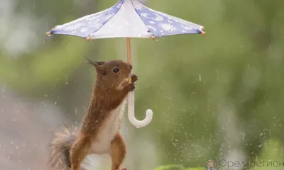 В Орловской области ожидается ветер до 24 м/с, дожди, грозы и град