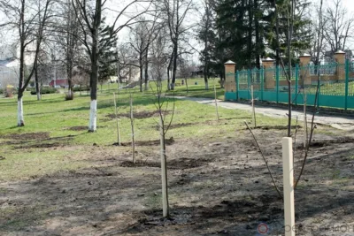 В Орле в Парке Победы высадят «Сад памяти»