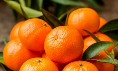 Безопасность турецких мандаринов проверена орловскими специалистами