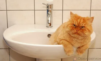 В Орле 9 домов сегодня останутся без горячей воды