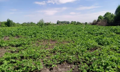В Орловской области выявили 21 участок с очагами произрастания инвазивных растений