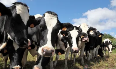 Доцент Орловского ГАУ им. Н.В. Парахина Владимир Комаров разрабатывает для бурёнок лекарства без антибиотиков