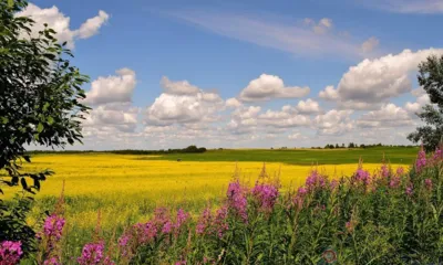 Орловцев на День русского поля отвезёт дополнительный транспорт