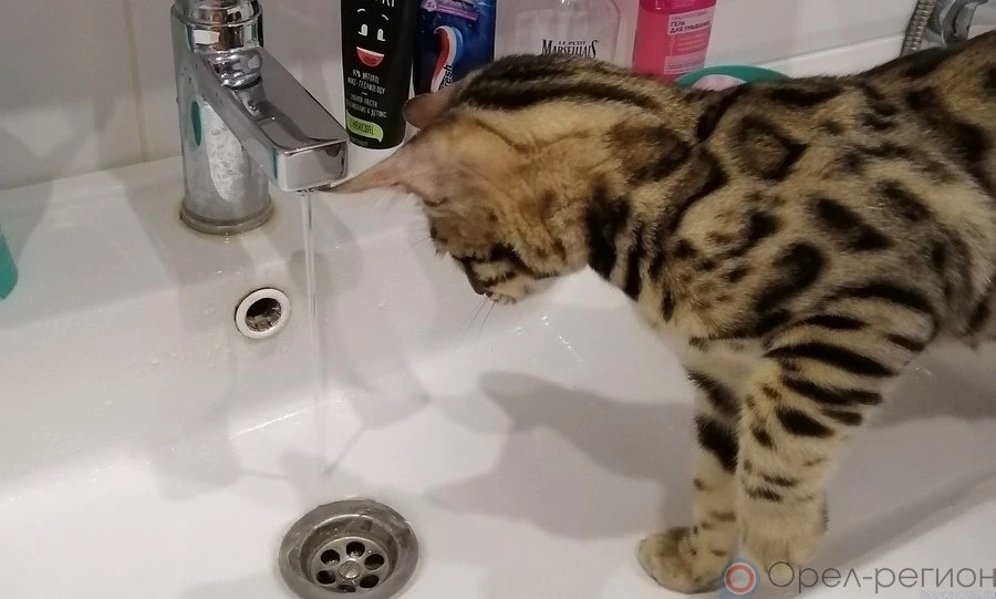 В Орле в восьми домах на две недели отключат горячую воду