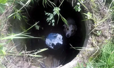 Под Орлом из канализации спасли очередную собаку