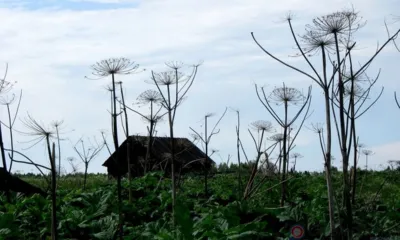 Орловчанку оштрафовали за сорняки и кустарники на землях сельхозназначения