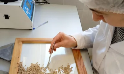 Специалисты подтвердили безопасность орловских зерновых и зернобобовых культур