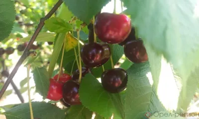На Орловщине вывели новый сорт вишни
