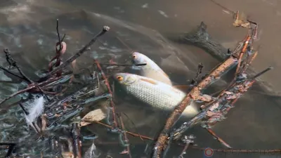 По факту массовой гибели рыбы под Орлом возбуждено уголовное дело