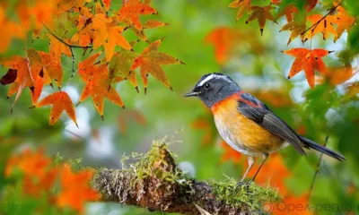 Завтра на Орловщину вернётся тепло
